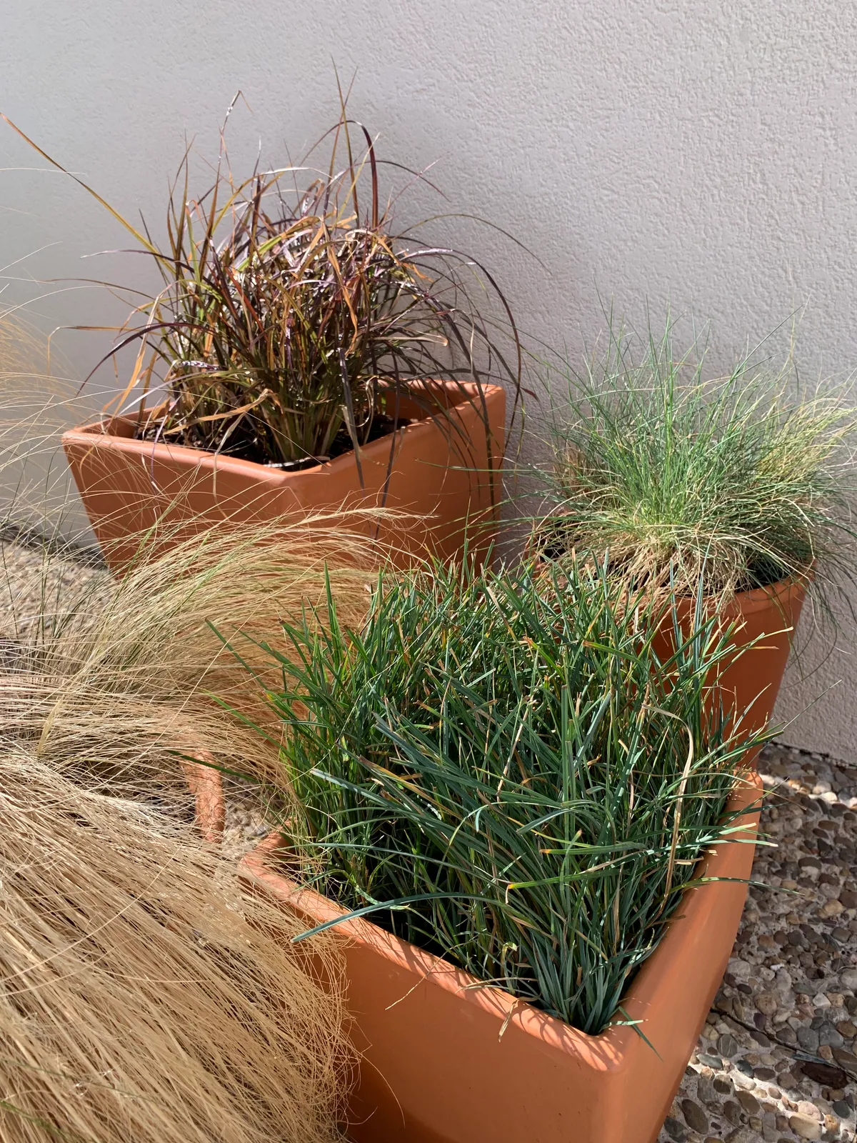 Plantas sin drama 2