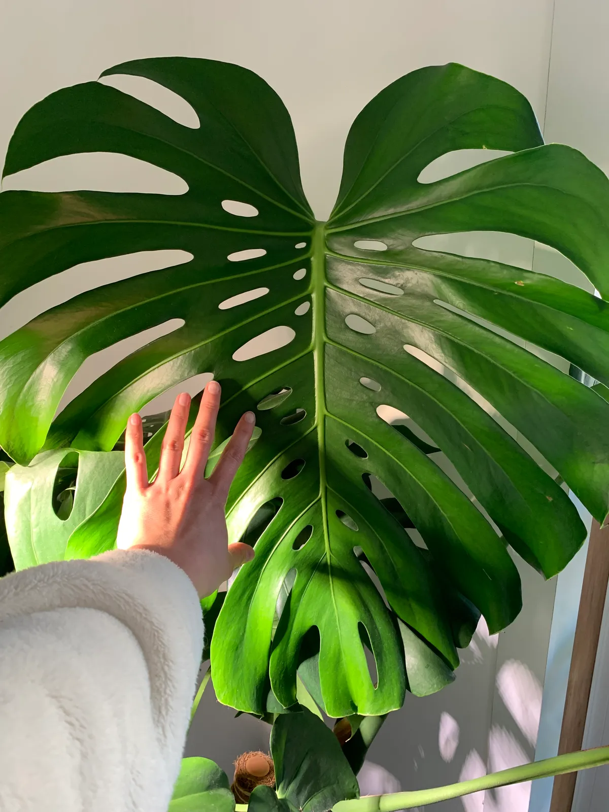 Plantas sin drama 3