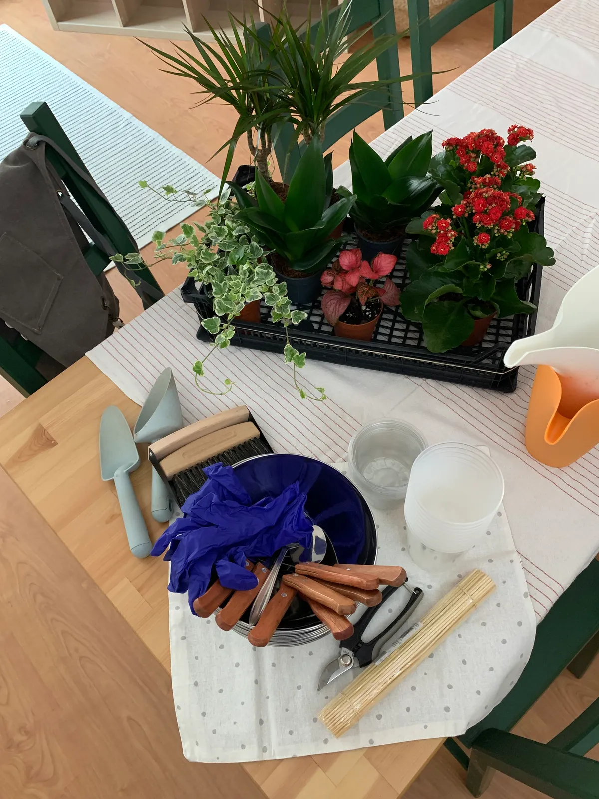 Plantas sin drama 4