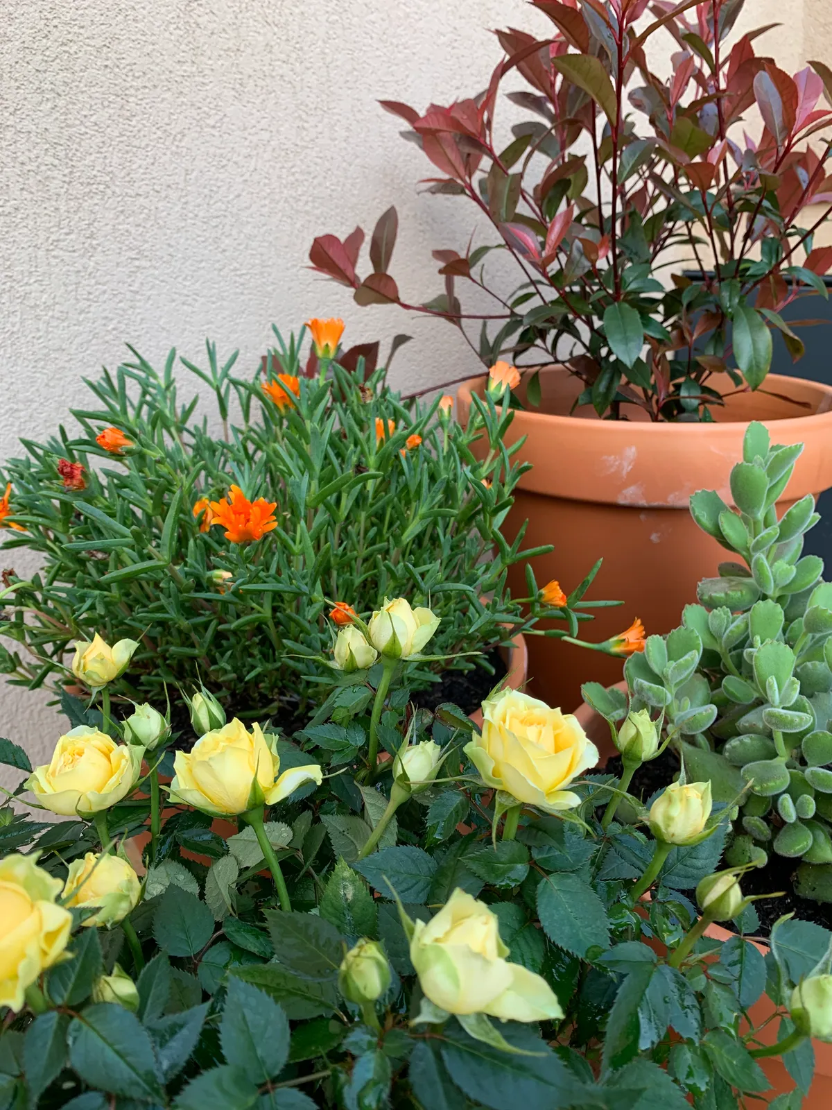 Plantas sin drama 5