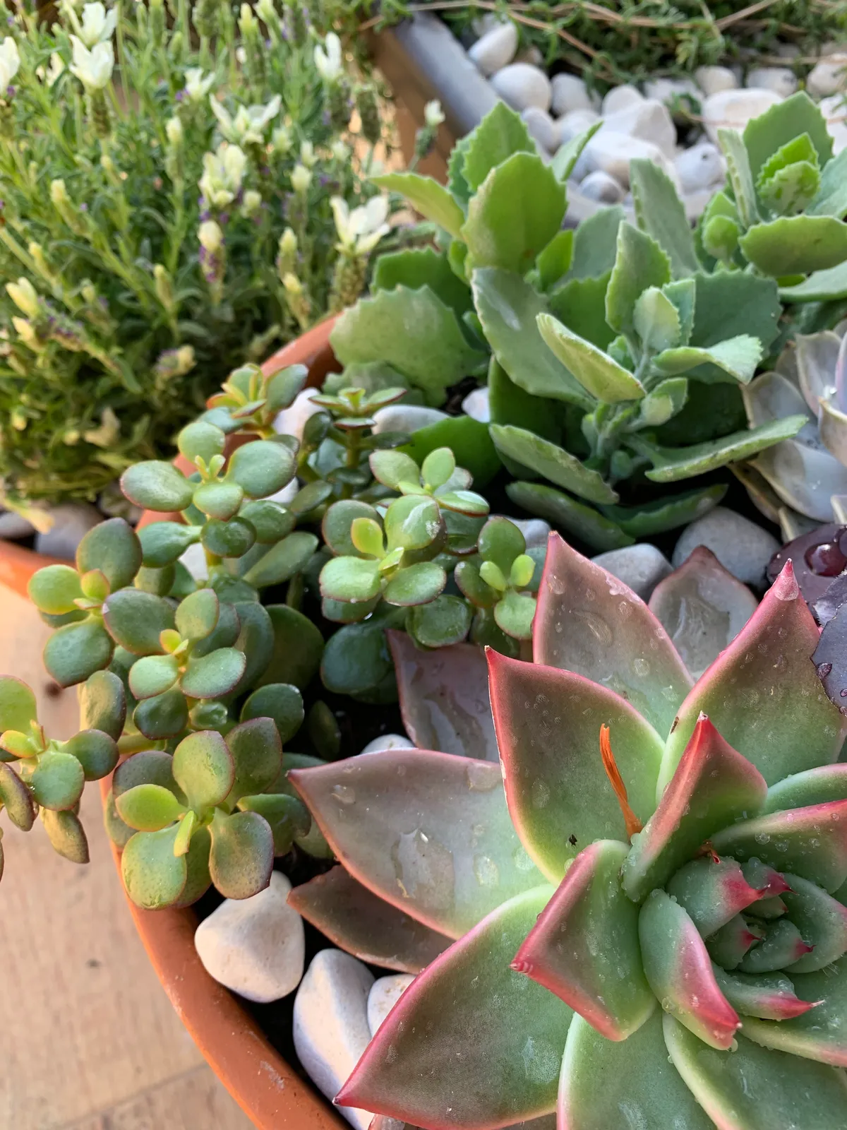 Plantas sin drama 6