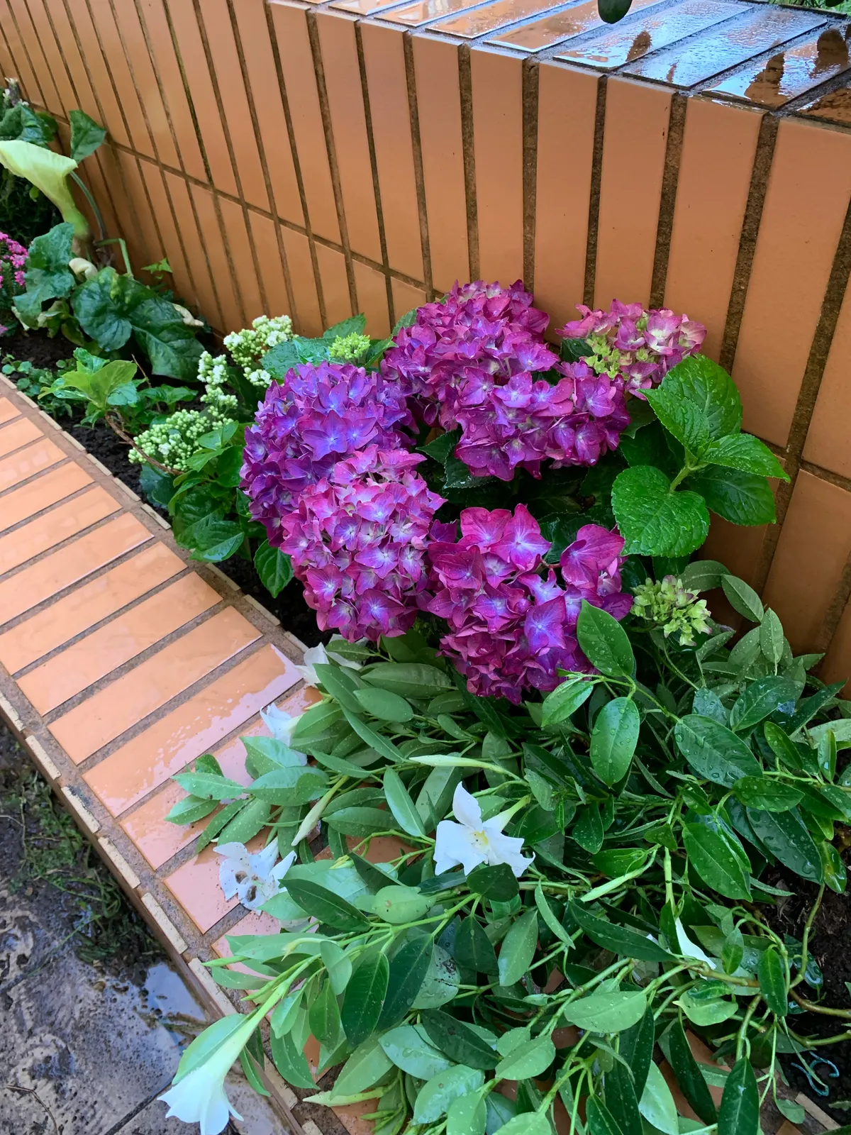 Plantas sin drama 8