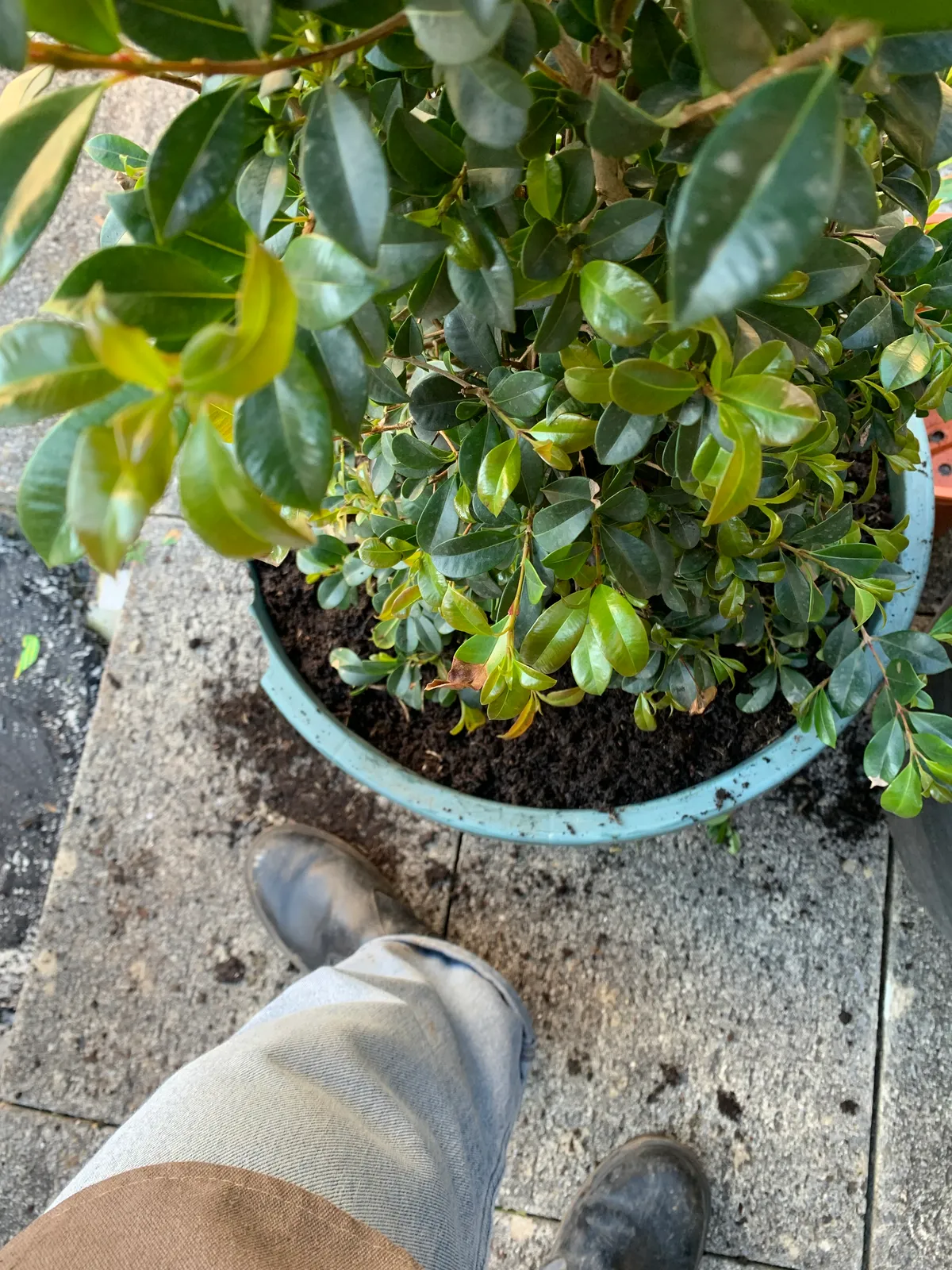 Plantas sin drama 9