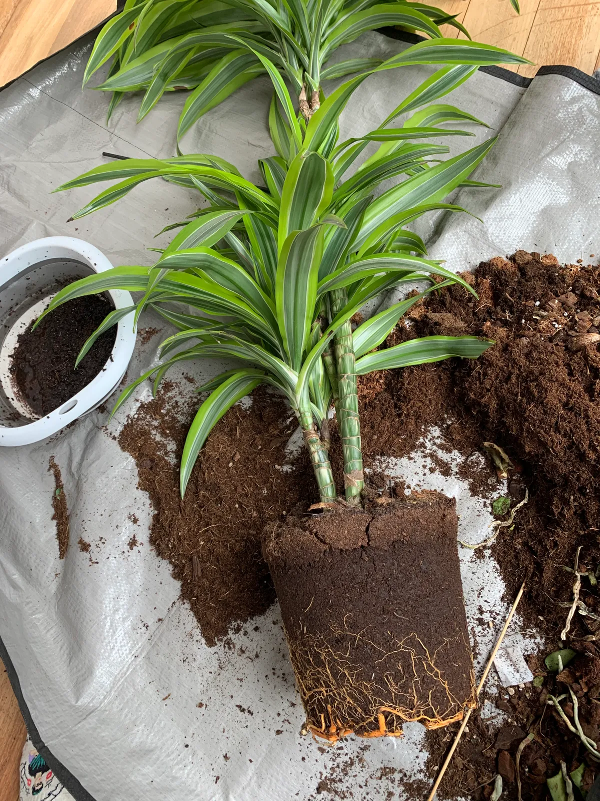 Plantas sin drama 10