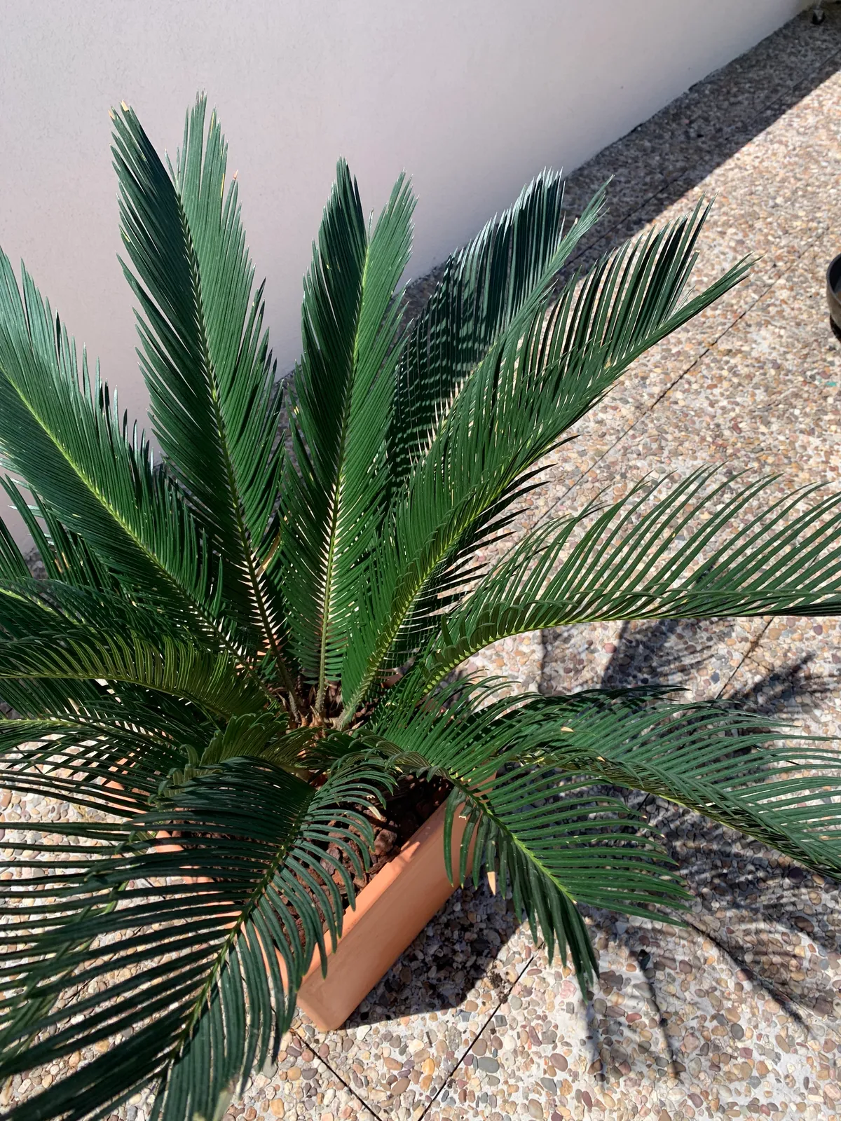 Plantas sin drama 1